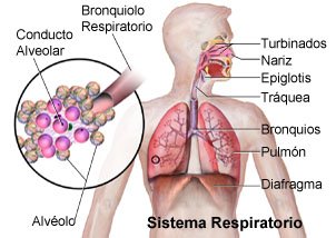 Picture of the normal respiratory system