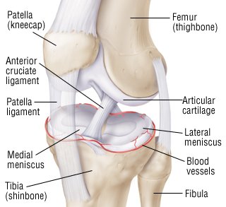 Picture Of Meniscus