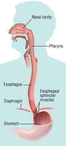 Esophagitis Guide: Causes, Symptoms and Treatment Options