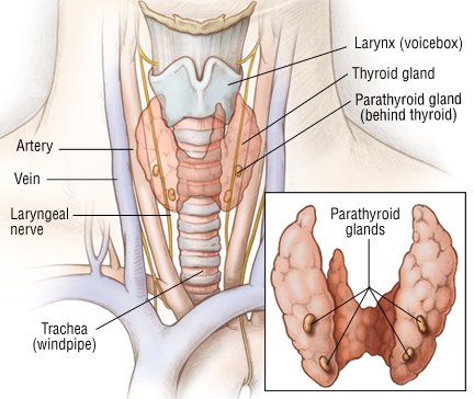 Mayo researchers decode molecular action of combination therapy for deadly thyroid cancer 