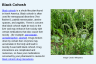 Black Cohosh Black Cohosh