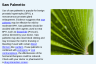 Saw Palmetto Saw Palmetto
