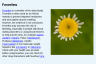 Feverfew Feverfew