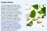 Ginkgo Biloba Ginkgo Biloba
