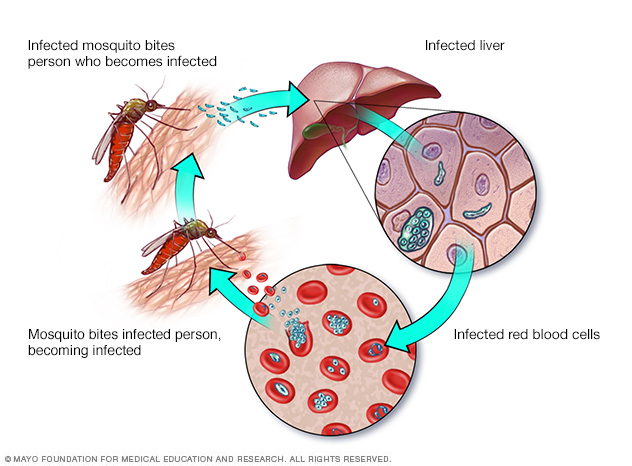 pathophysiology of malaria diagram malaria disease reference guide drugs pathophysiology of malaria diagram malaria disease reference guide drugs