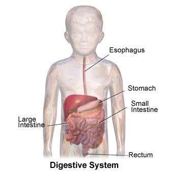 Picture of the digestive system of a child