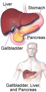 Gallbladder, Liver and Pancreas