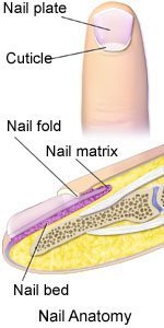 Nail anatomy