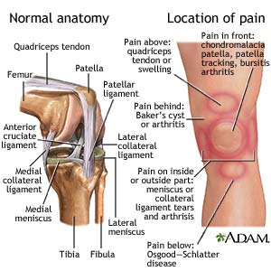 Can I Walk My Dog After My Acl Surgery Can I Walk My Dog After My Acl Surgery