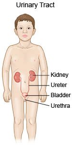 Urinary Tract