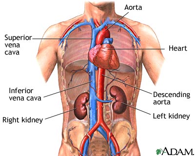 diagram of the kidneys in the body wiring diagrams hubs Blank Kidney Diagram renal cancer (discharge care) what you need to know kidney rib location diagram of the kidneys in the body