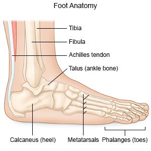 Ook Kalksteen Groene achtergrond Foot Fracture in Adults - What You Need to Know