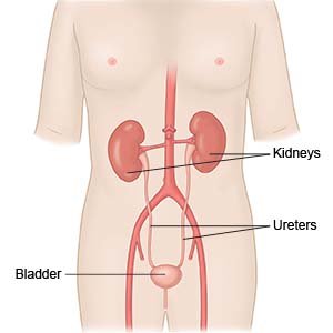 Kidney, Ureters, Bladder