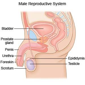 mascular prostatitis)