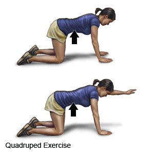 Quadruped Exercise