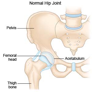 Normal Hip Joint