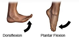 Dorsiflexion and Plantar Flexion