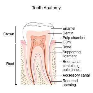 Tooth Anatomy