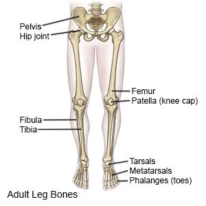 Adult Leg Bones