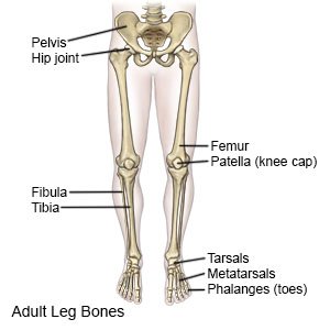 Bones In Leg Diagram - The Lower Limbs Human Anatomy And Physiology Lab Bsb 141 - Bones of the lower limb anatomy and physiology i.