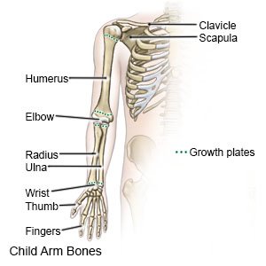 Child Arm Bones