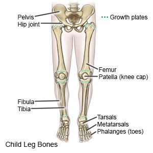 Child Leg Bones