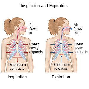 How your Lungs Work - What You Need to Know