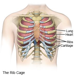 Your rib bones themselves are quite fragile and are easily broken in an accident or even by a violent sneeze. Picture Of What Is Under Your Rib Cage - Rib Contusion Aftercare Instructions What You Need To Know