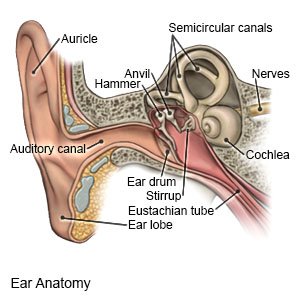 Stapedectomy of the Stapes of the Ear - Labelled – Medical Stock