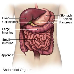 Abdominal Organs