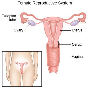 Brown Discharge After Period Iud 2024