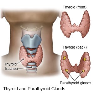 Thyroid and Parathyroid Glands