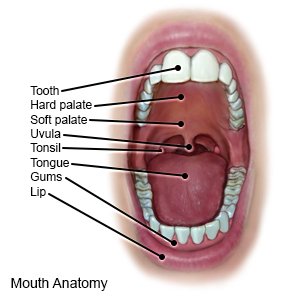 Mouth Anatomy