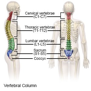Can You Walk With A Broken Tailbone Coccyx Injury What You Need To Know