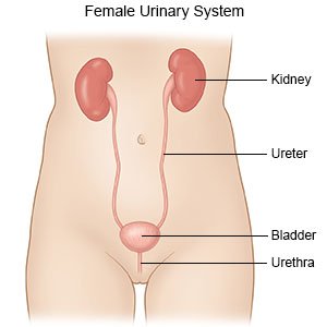 Female Urinary System
