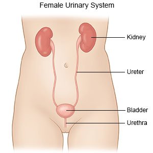 Urinary Tract Infection in Pregnancy - What You Need to Know