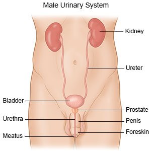 Urinary Tract Infection In Men Symptoms Treatment Options