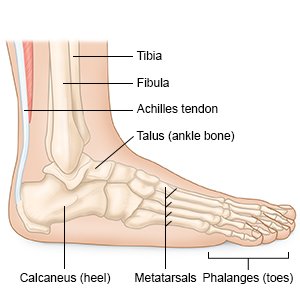 Heel, toes, ankle
