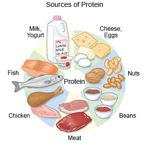 Sources of Protein