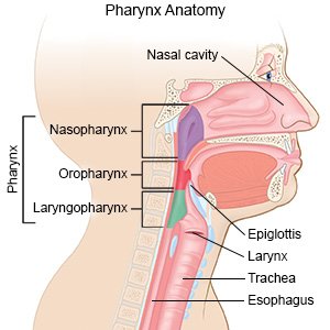 Pharynx Anatomy