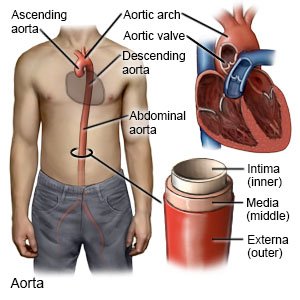 Aorta