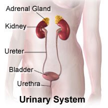 Urinary System