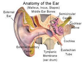 Picture of a normal ear