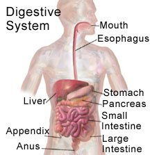 Digestive System