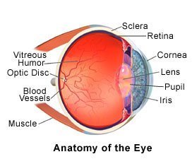 Picture of a normal eye