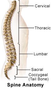 Picture of a normal spine