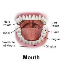 Picture of a normal mouth