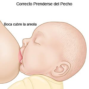 Cómo saber si su bebé está tomando suficiente leche