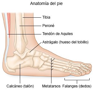 Anatomía del pie