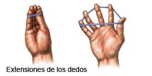 Extensiones del dedo